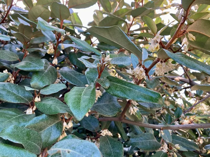 Elaeagnus ebbingei-AdobeStock_640034020.webp