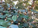 Elaeagnus ebbingei-AdobeStock_640034020.webp