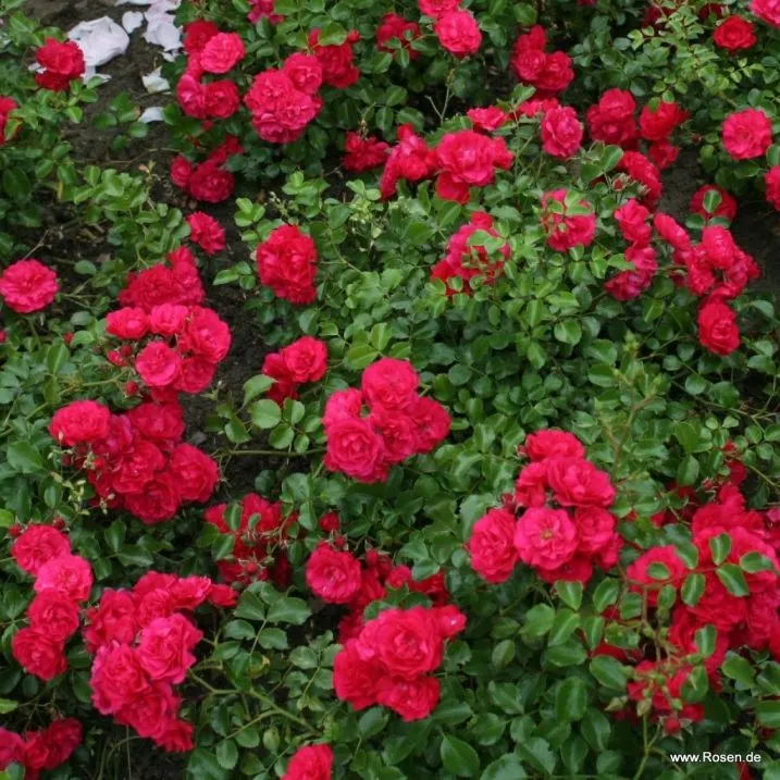 Toscana®-2.webp