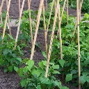 Tuteur bambou-2.webp