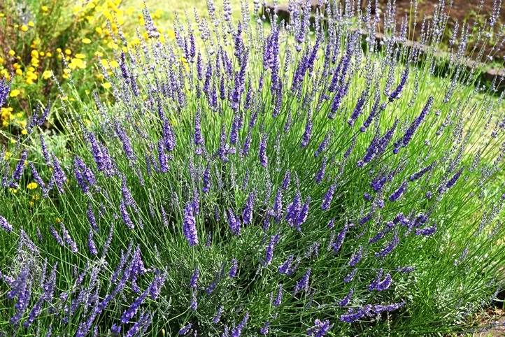 Lavandula Grosso-AdobeStock_877735338.webp