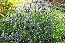 Lavandula Grosso-AdobeStock_877735338.webp