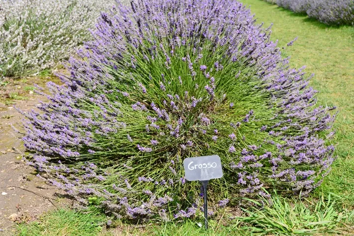 Lavandula Grosso-AdobeStock_170113661.webp