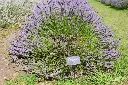 Lavandula Grosso-AdobeStock_170113661.webp