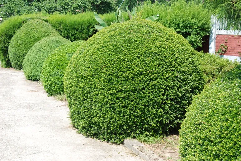 Ilex crenata Dark Green-AdobeStock_1510705271.webp
