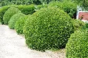 Ilex crenata Dark Green-AdobeStock_1510705271.webp