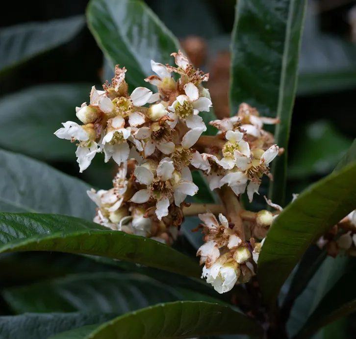 Eriobotrya-AdobeStock_1961365518.webp