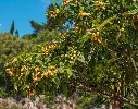 Eriobotrya-AdobeStock_285771386.webp