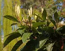 Eriobotrya-AdobeStock_1962529701.webp