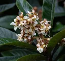 Eriobotrya-AdobeStock_1961365518.webp