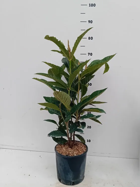 eriobotrya-b.webp