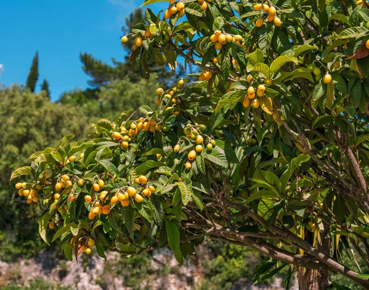 Eriobotrya-AdobeStock_285771386.webp