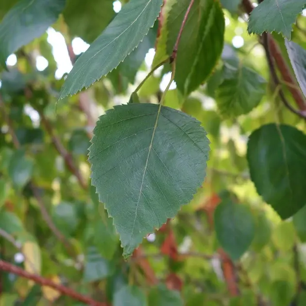 Betula utilis Doorenbos-feuilles.webp