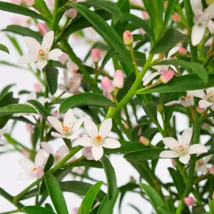 Eriostemon Folwer Girl White.webp
