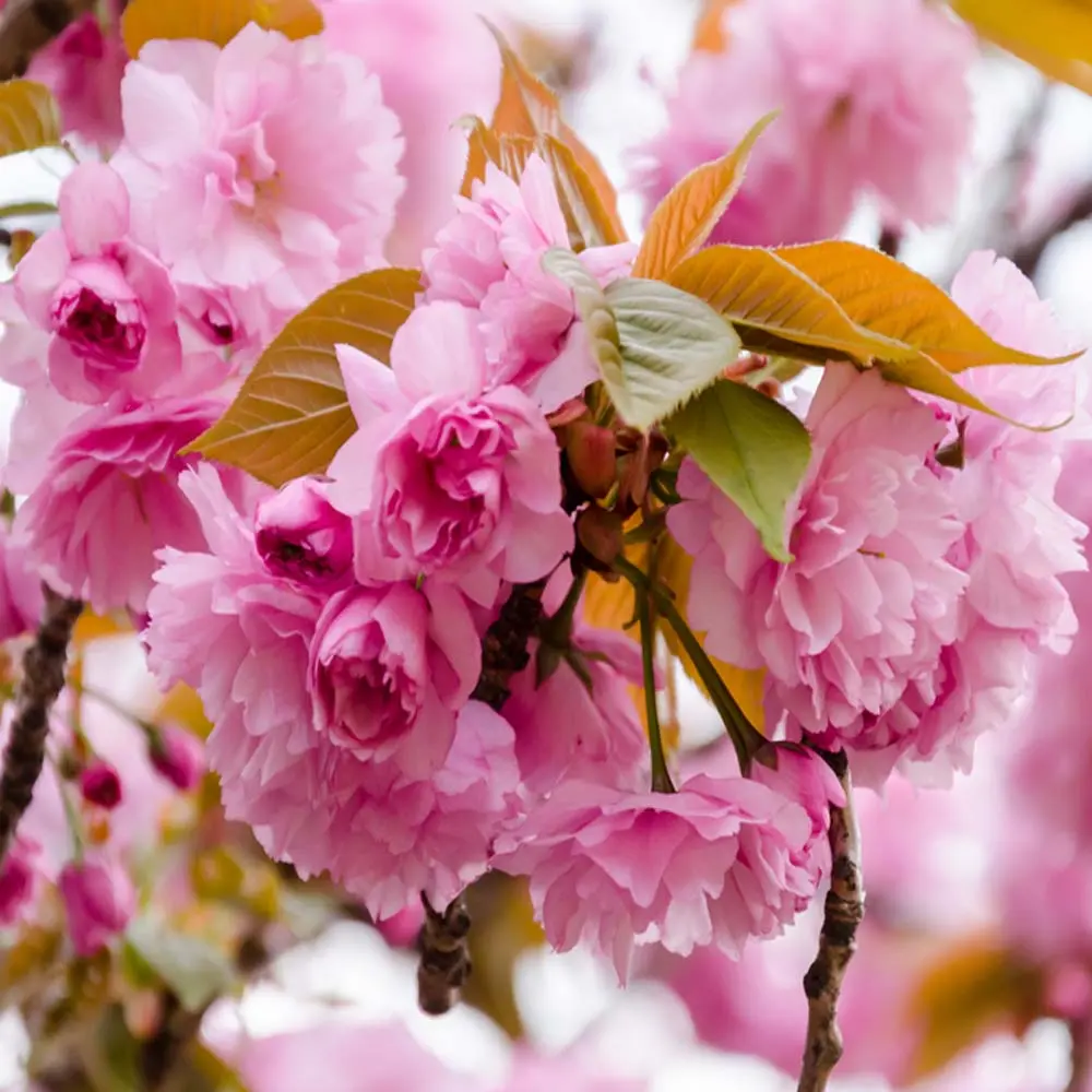 Prunus serrulata Kanzan fleurs.webp