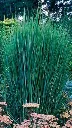 Panicum virgatum Northwind.webp