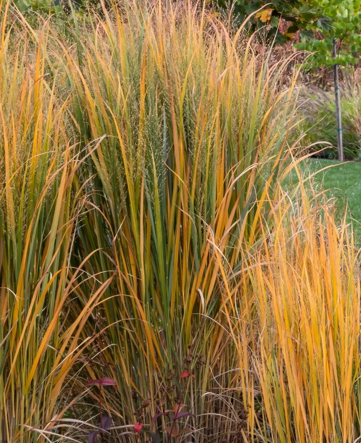 Panicum virgatum Northwind-aut.webp