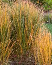 Panicum virgatum Northwind-aut.webp