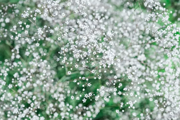 Gypsophilla paniculata Bristol Fairy-AdobeStock_410545761.webp