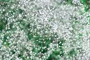 Gypsophilla paniculata Bristol Fairy-AdobeStock_410545761.webp