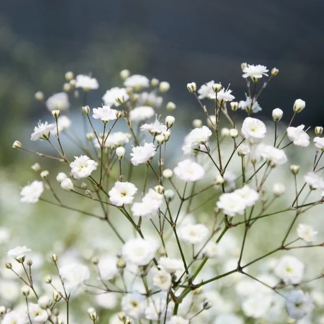 Gypsophilla paniculata Summer Sparkles-2.webp