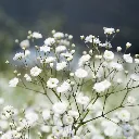 Gypsophilla paniculata Summer Sparkles-2.webp