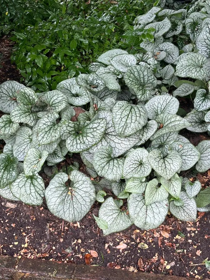 Brunnera mac Sea Heart -1.webp