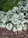 Brunnera mac Sea Heart -1.webp