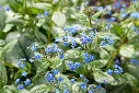 Brunnera mac Sea Heart-AdobeStock_232416205.webp