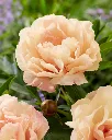 Paeonia Itoh Canary Brilliants.webp