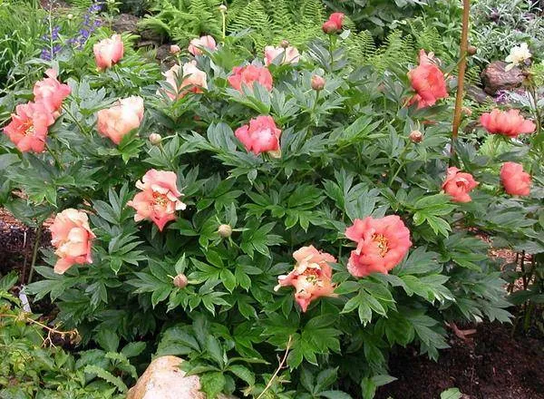 paeonia-julia-rose-2.webp