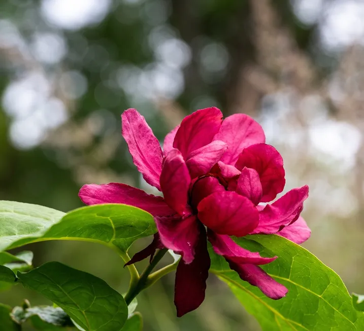 Calycanthus raulstonii Hartlage Wine-AdobeStock_1124017482.webp