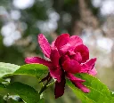 Calycanthus raulstonii Hartlage Wine-AdobeStock_1124017482.webp