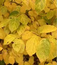 Calycanthus raulstonii Hartlage Wine-aut.webp