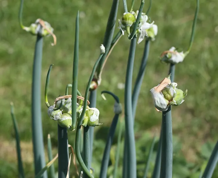 Allium Cepa Poliferum_egyptien.webp