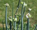 Allium Cepa Poliferum_egyptien.webp