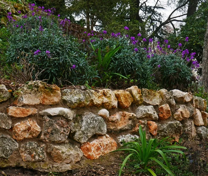 Erysimum Bowles Mauve-AdobeStock_768168567.webp