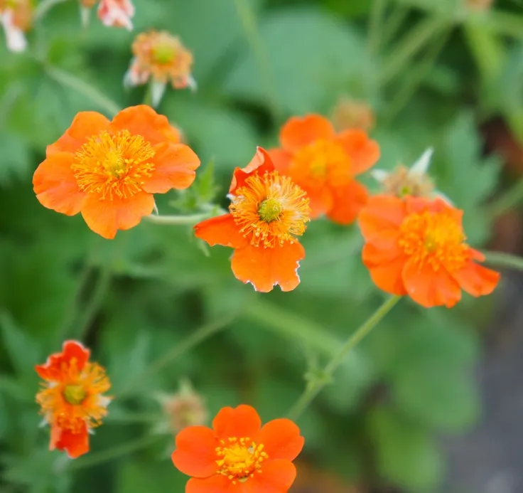 geum-barisii-flowers-AdobeStock_210547274.webp