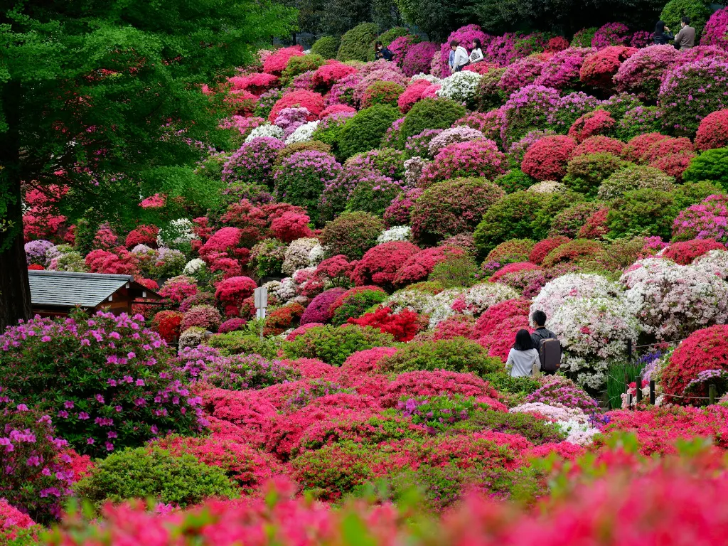 unsplash_c5yz7Mzfh88_azalea.webp
