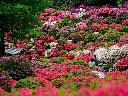 unsplash_c5yz7Mzfh88_azalea.webp
