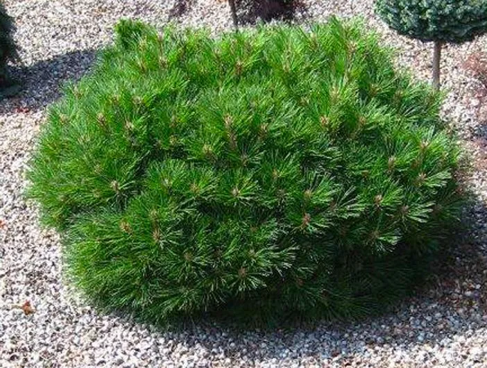 Pinus nigra Marie Bregeon-2.webp