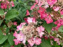 Hydrangea paniculata Early Harry -1.webp