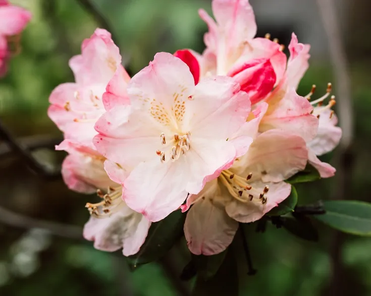 Rhododendron yakushimanum Percy Wiseman-AdobeStock_570312536.webp