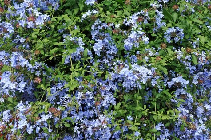 plumbago.webp