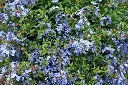 plumbago.webp