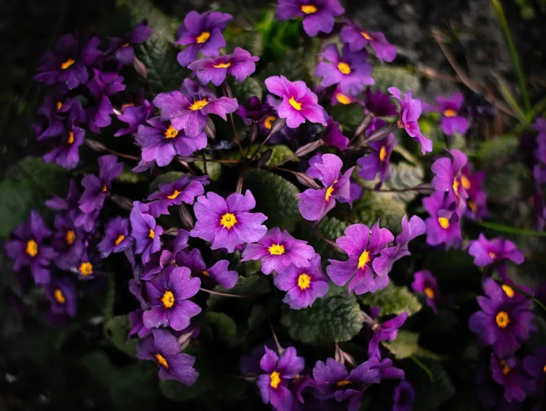 Primula juliae Wanda-AdobeStock_345707198.webp