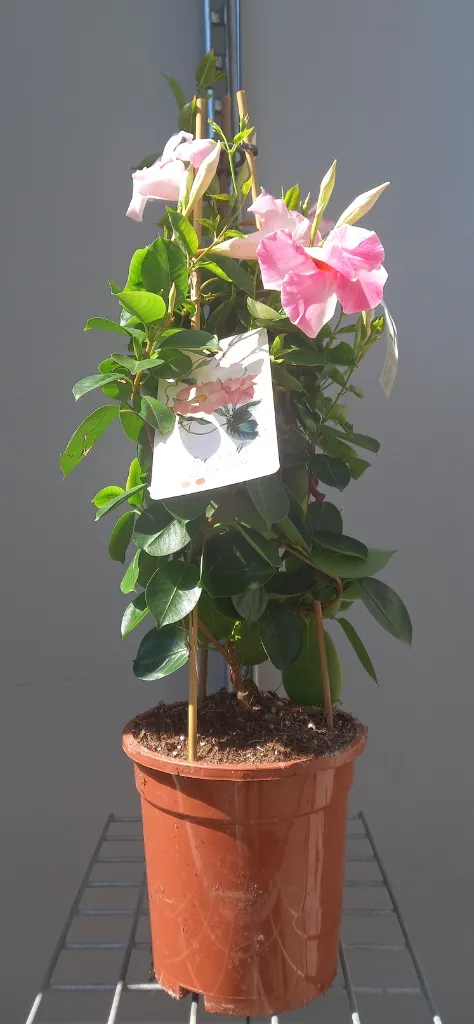 mandevilla-rose.webp
