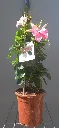 mandevilla-rose.webp