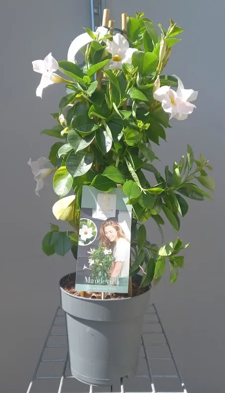 mandevilla-blanc.webp