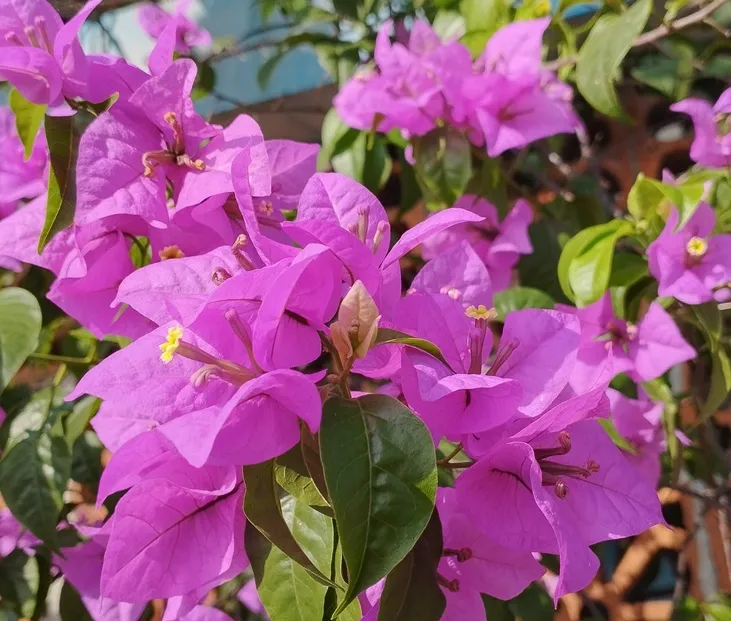 bougainvilla-rose-AdobeStock_1855825798.webp
